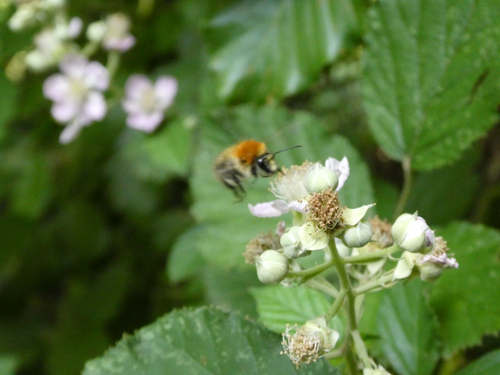 Ackerhummel