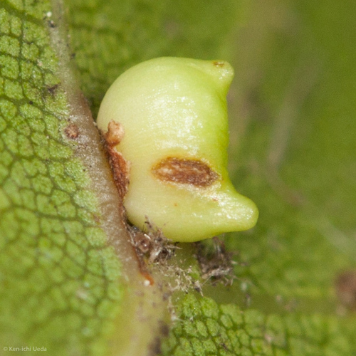Two-horned Gall Wasp photo 4