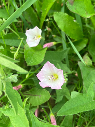 field bindweed