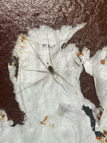 European Harvestman