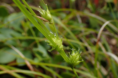 Image of Carex elliottii by no rights reserved