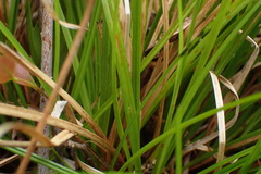 Carex elliottii