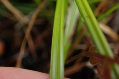 Carex elliottii
