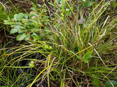 Carex elliottii