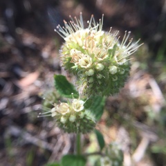 Phacelia imbricata imbricata