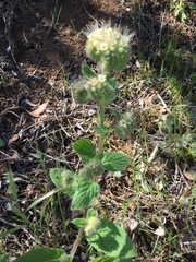 Phacelia imbricata imbricata