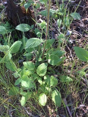 Phacelia imbricata imbricata