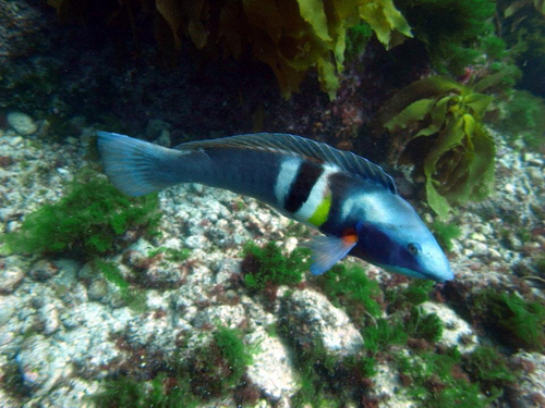 Coris sandeyeri