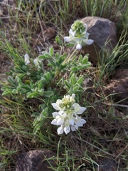 Lupinus malacophyllus