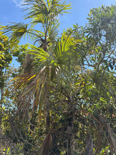 Mauritiella armata