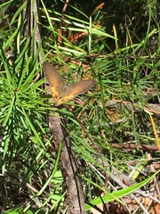 Hypocysta pseudirius