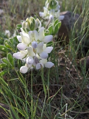 Lupinus malacophyllus