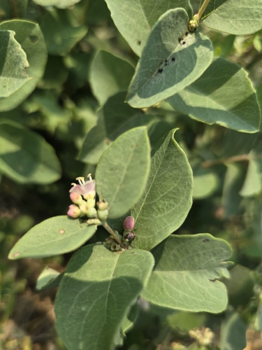 Western Snowberry