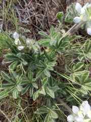 Lupinus malacophyllus
