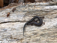 Plethodon sherando