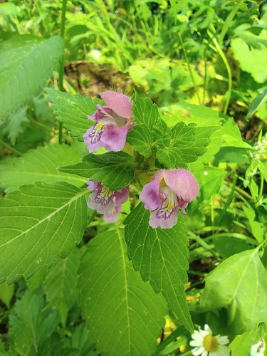Hairy Hemp-nettle