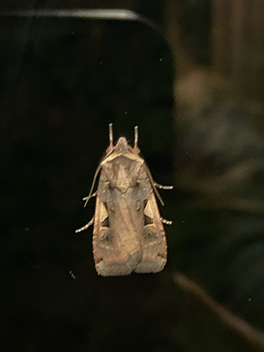 Setaceous Hebrew Character