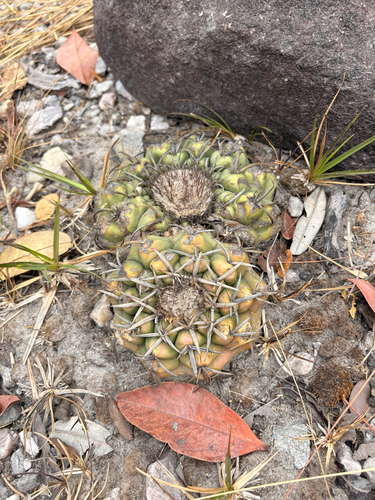 Discocactus catingicola