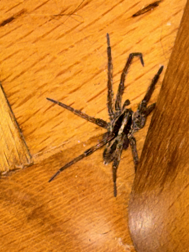 Radiated Wolf Spider