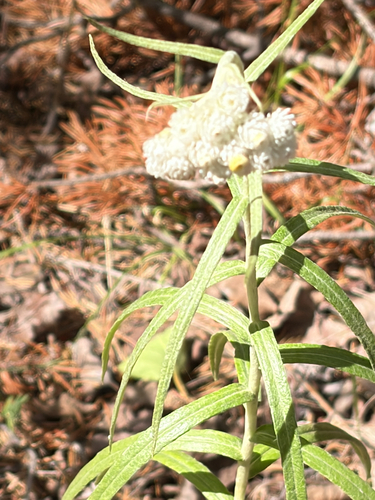 pearly everlasting