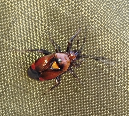 Red-spotted Plant Bug