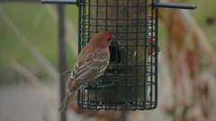 Haemorhous mexicanus