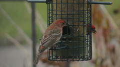 Haemorhous mexicanus