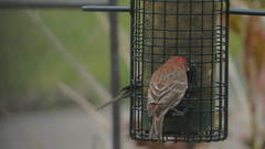 Haemorhous mexicanus