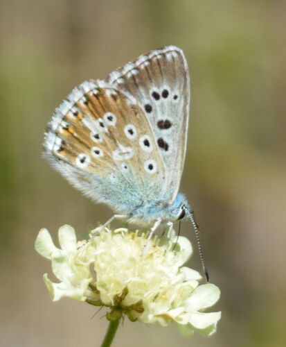 Chalkhill Blue