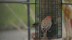 Haemorhous mexicanus