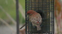 Haemorhous mexicanus