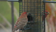 Haemorhous mexicanus