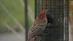 Haemorhous mexicanus