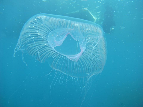 Aequorea forskalea