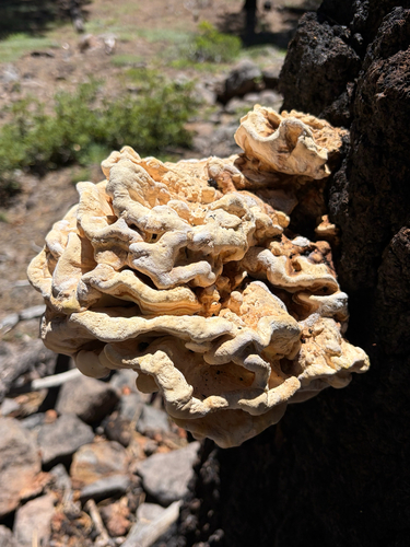 iNaturalist observation photo of Conifer Chicken of the Woods