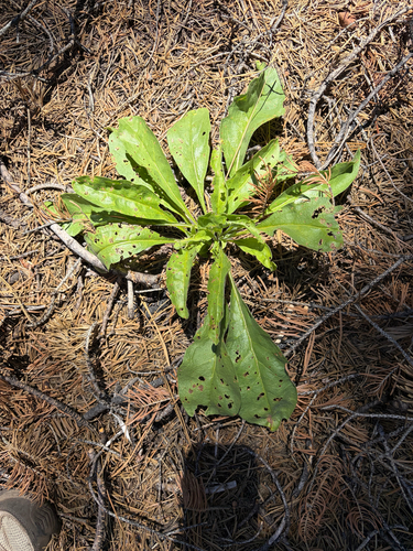 iNaturalist observation photo of western hound's tongue