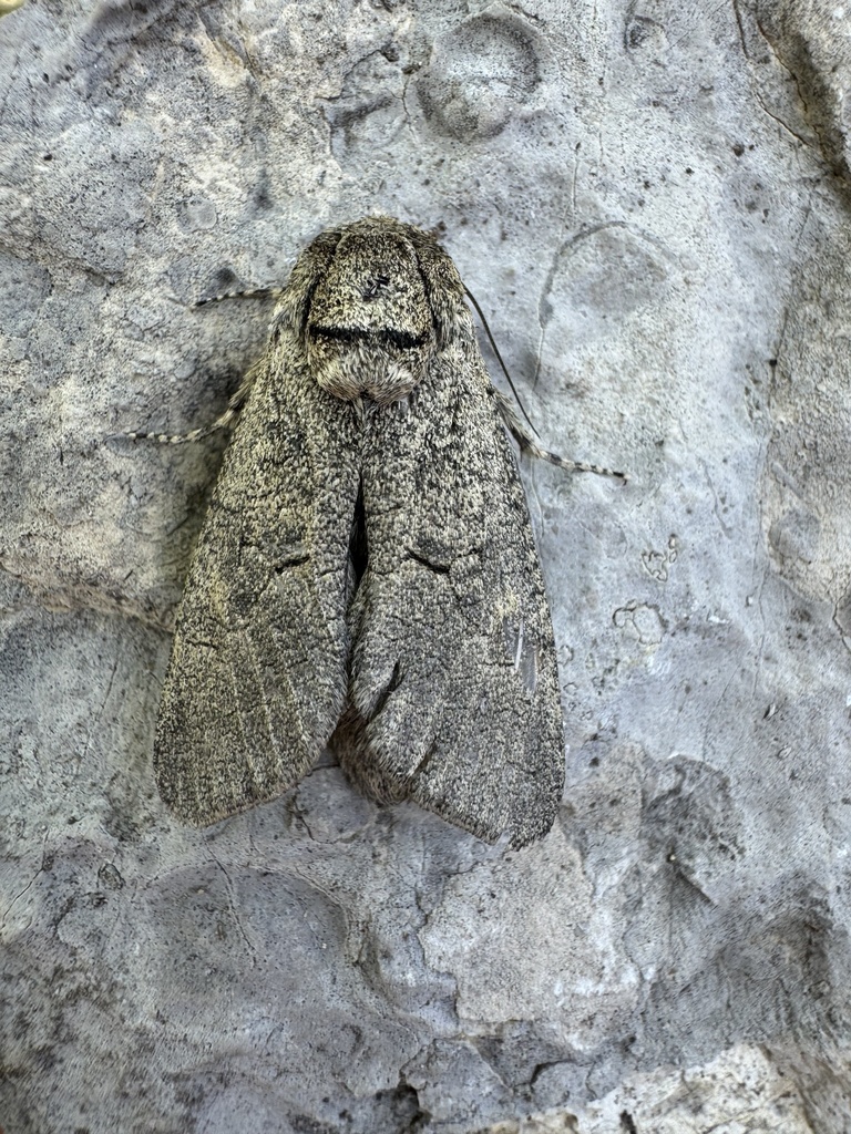 Cryptoholcocerus