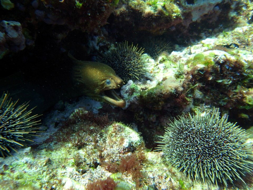 Gymnothorax prasinus