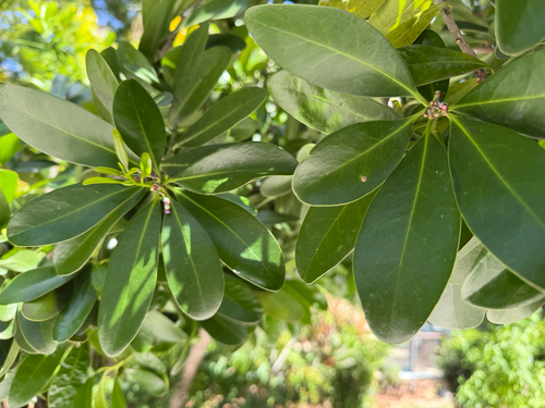 Canella winterana observed 2026-07-30