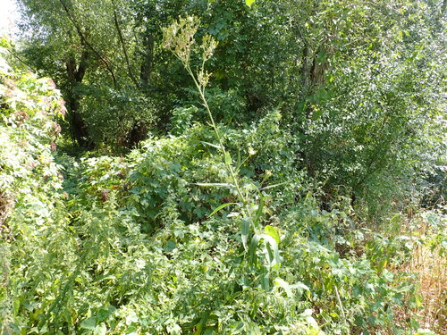 Marsh Sow-thistle