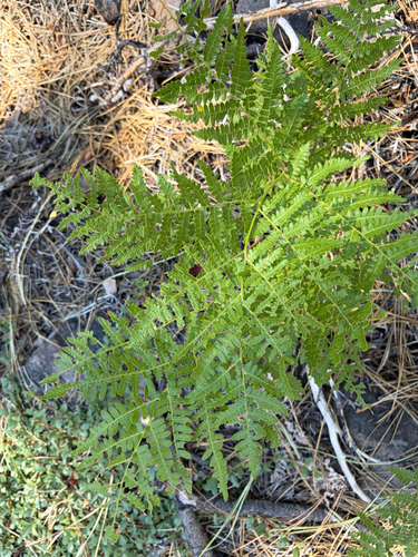 iNaturalist observation photo of common bracken