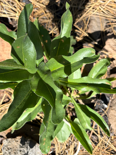 iNaturalist observation photo of western hound's tongue