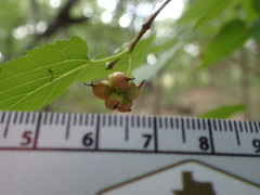 Ciboria carunculoides