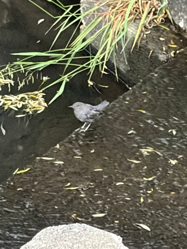 iNaturalist observation photo of American Dipper