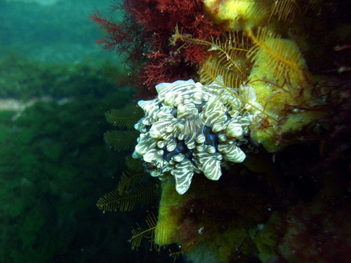 Dendrodoris krusensternii