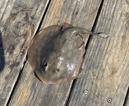 Round stingray (Urolophus halleri) — Urolophidae — 2