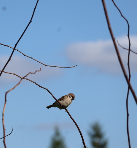 Eurasian Tree Sparrow