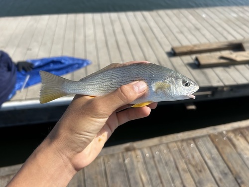 Croaker (Umbrina roncador) — Sciaenidae — 2