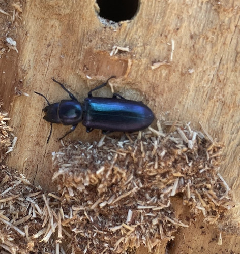iNaturalist observation photo of Pine Trogossitid Beetle