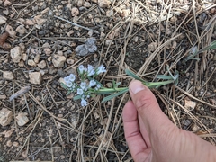 Mertensia lanceolata